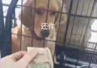 还你一块钱表情包_狗子还你一块钱表情包