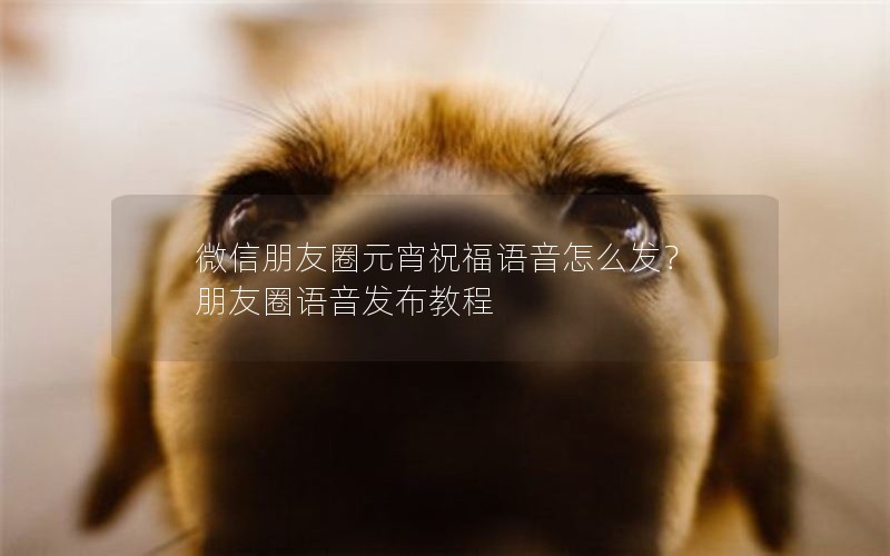 ΢ȦԪףô Ȧ̳